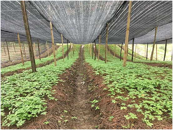 圖為好醫生藥業在大涼山“懸崖村”的“三七”種植項目基地